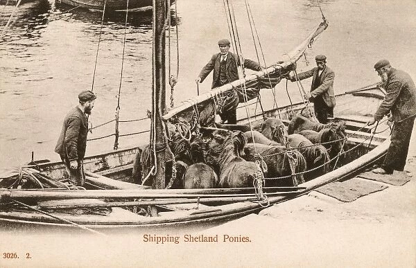 Shipping Shetland Ponies