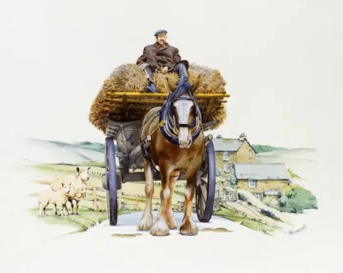 Framed Print : Shire horse pulling a hay wagon Framed Print : Shire horse pulling a hay wagon