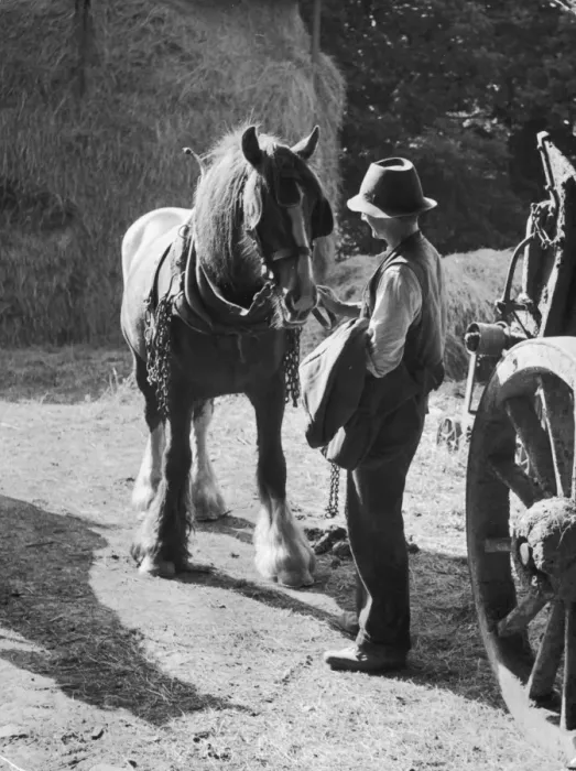 Framed Print : SHIREHORSE Framed Print : SHIREHORSE