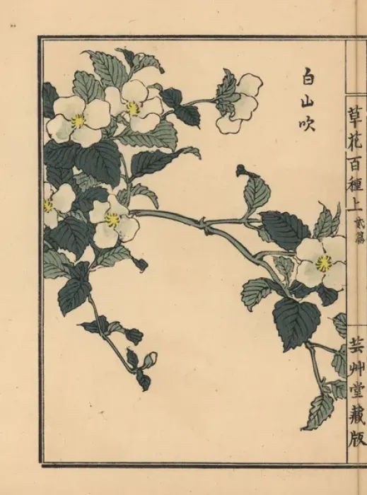 Framed Print : Shiroyamabuki or black jetbead, Rhodotypos scandens Framed Print : Shiroyamabuki or black jetbead, Rhodotypos scandens