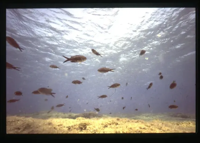 Framed Print : Shoal of fish near the seabed