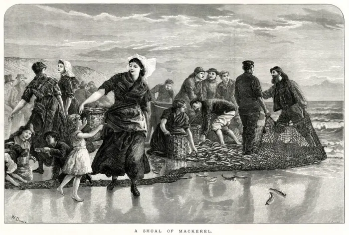 Framed Print : Shoal of mackerel 1873 Framed Print : Shoal of mackerel 1873