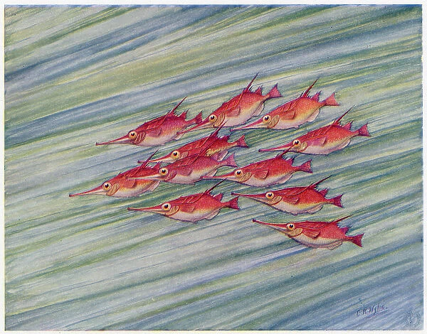 A shoal of red trumpet fish, with their long noses, swimming through the water. Date: 1915