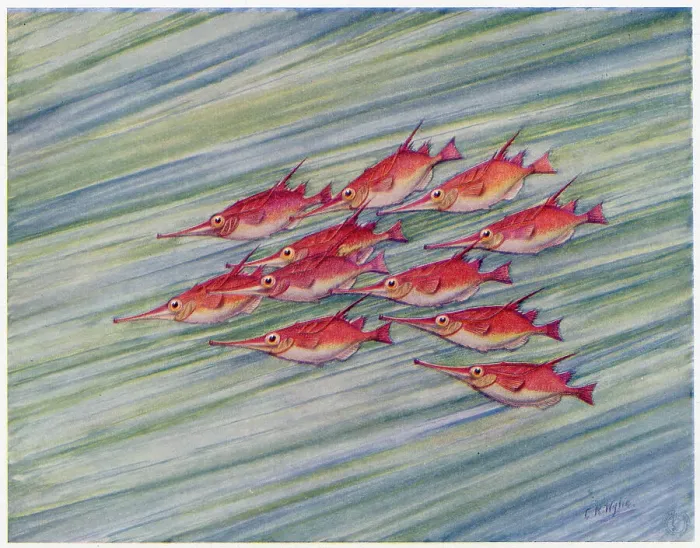 Framed Print : A shoal of red trumpet fish, with their long noses, swimming through the water. Date: 1915 Framed Print : A shoal of red trumpet fish, with their long noses, swimming through the water. Date: 1915