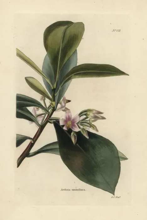 Framed Print : Shoebutton ardisia, Ardisia elliptica Framed Print : Shoebutton ardisia, Ardisia elliptica