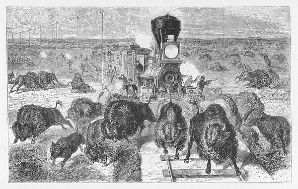 Shooting buffalo from a train in Kansas