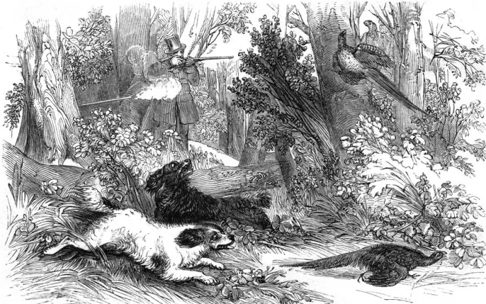 Framed Print : Shooting Pheasant (Harv Framed Print : Shooting Pheasant (Harv