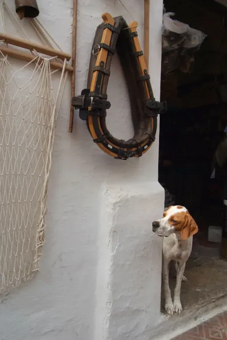 Framed Print : Shopkeepers dog looks out of the doorway, Mahon, Menorca Framed Print : Shopkeepers dog looks out of the doorway, Mahon, Menorca