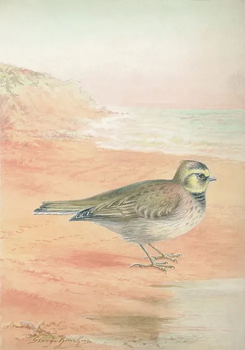 Framed Print : Shorelark by George Rankin Framed Print : Shorelark by George Rankin