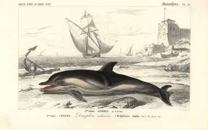Framed Print : Short-beaked common dolphin, Delphinus delphis Framed Print : Short-beaked common dolphin, Delphinus delphis