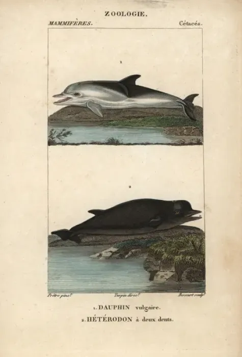 Framed Print : Short-beaked dolphin, Delphinus delphis Framed Print : Short-beaked dolphin, Delphinus delphis