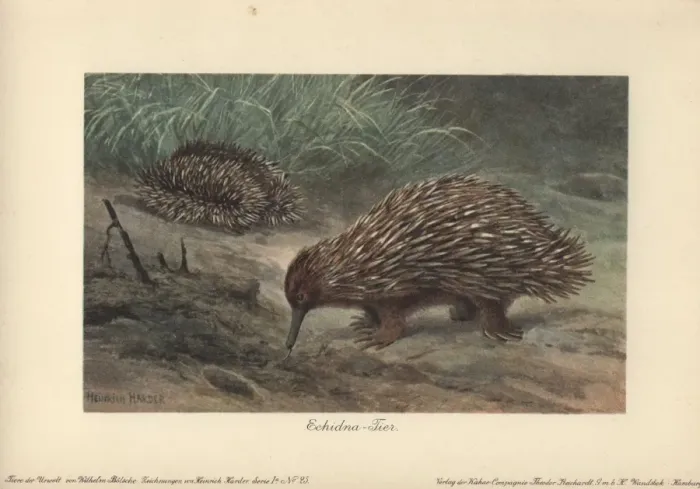 Framed Print : Short-beaked Echidna (Tachyglossus aculeatus) Framed Print : Short-beaked Echidna (Tachyglossus aculeatus)