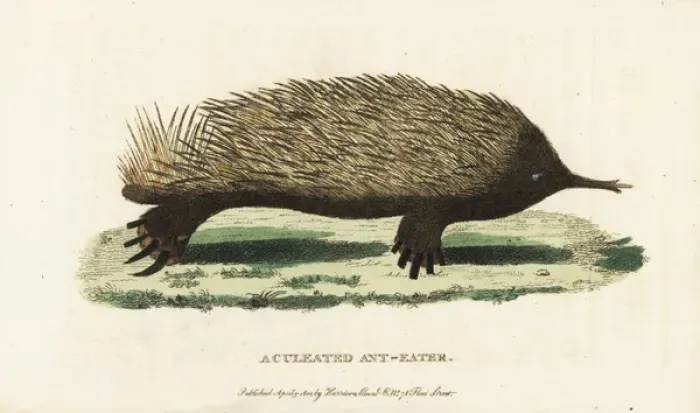 Framed Print : Short-beaked echidna, Tachyglossus aculeatus Framed Print : Short-beaked echidna, Tachyglossus aculeatus