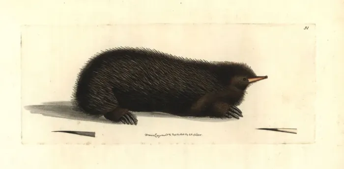 Framed Print : Short-beaked echidna, Tachyglossus aculeatus Framed Print : Short-beaked echidna, Tachyglossus aculeatus