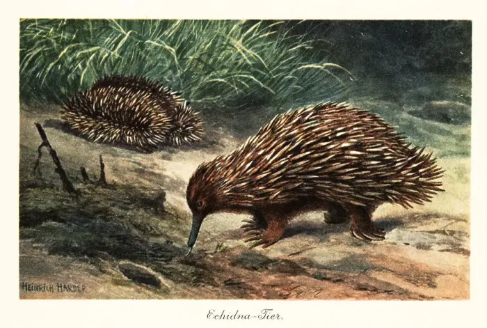 Framed Print : Short-beaked echidna, Tachyglossus aculeatus, foraging for food Framed Print : Short-beaked echidna, Tachyglossus aculeatus, foraging for food