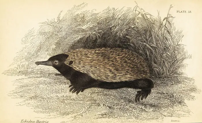 Framed Print : Short-beaked echidna, Tachyglossus aculeatus Framed Print : Short-beaked echidna, Tachyglossus aculeatus