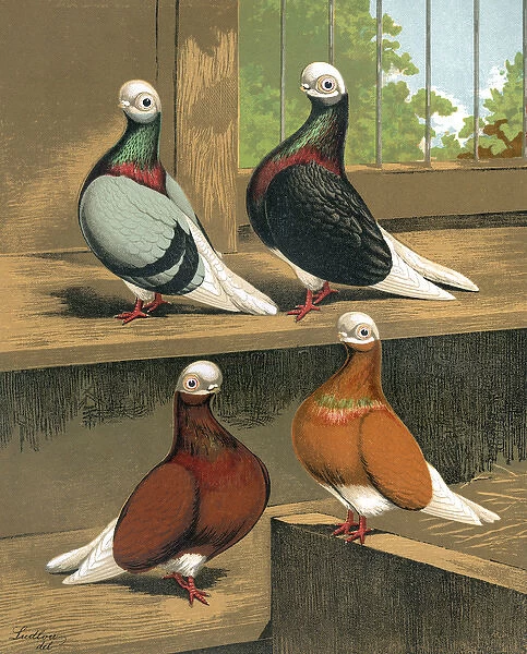 Short-Faced Bald-Headed Pigeons