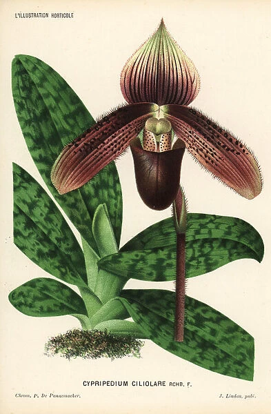 Short haired paphiopedilum orchid, Paphiopedilum ciliolare