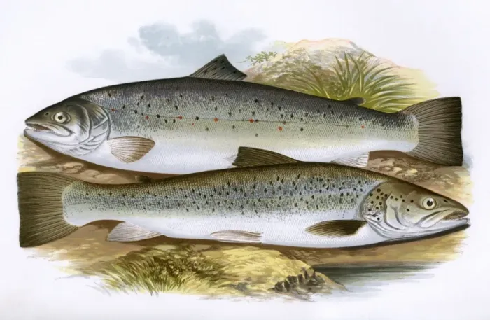 Framed Print : Short-Headed Salmon and Silvery Salmon Framed Print : Short-Headed Salmon and Silvery Salmon