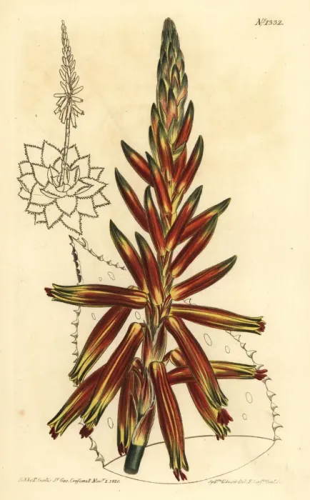 Framed Print : Short leaved aloe, Aloe brevifolia var. depressa Framed Print : Short leaved aloe, Aloe brevifolia var. depressa