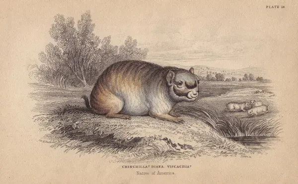 Critically Endangered Short-tailed Chinchilla Print, Art