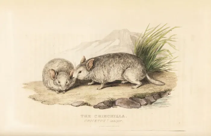 Framed Print : Short-tailed chinchilla, Chinchilla chinchilla Framed Print : Short-tailed chinchilla, Chinchilla chinchilla