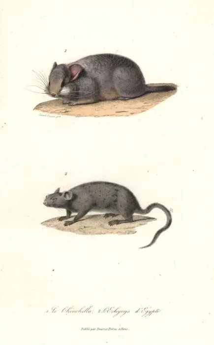 Framed Print : Short-tailed chinchilla (critically endangered) Framed Print : Short-tailed chinchilla (critically endangered)