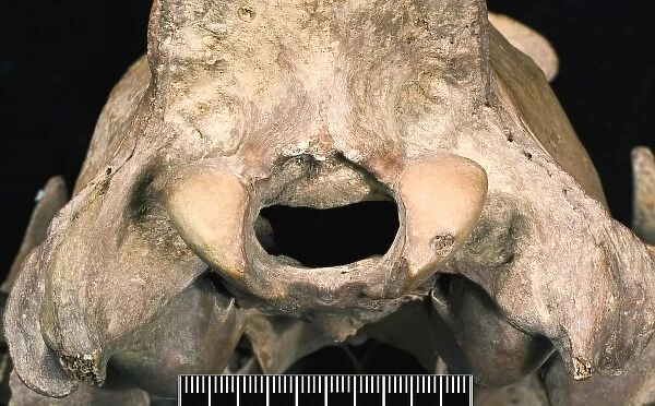 Detail shot of partially infilled foramen magnum lion skull