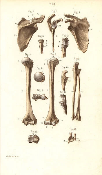 Shoulder blade and arm bones: scapula, humerus