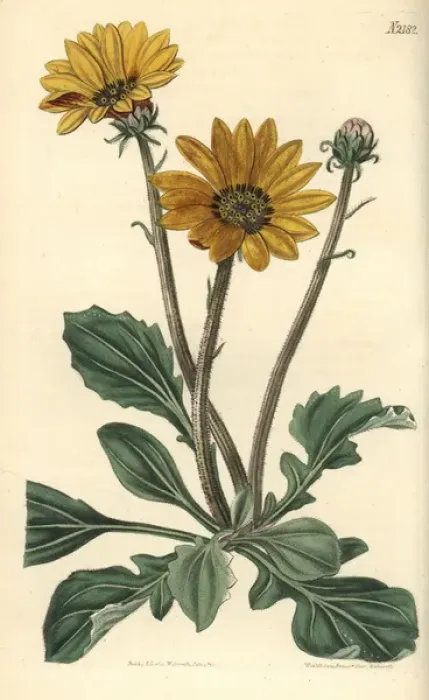 Framed Print : Showy arctotis, Arctotis speciosa Framed Print : Showy arctotis, Arctotis speciosa