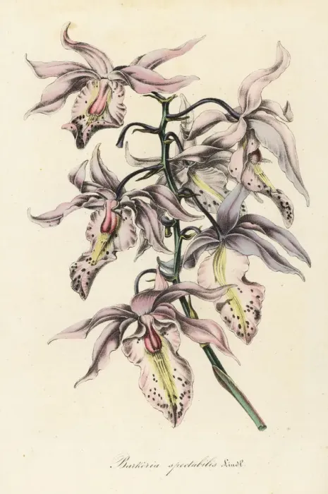 Framed Print : Showy barkeria orchid, Barkeria spectabilis Framed Print : Showy barkeria orchid, Barkeria spectabilis