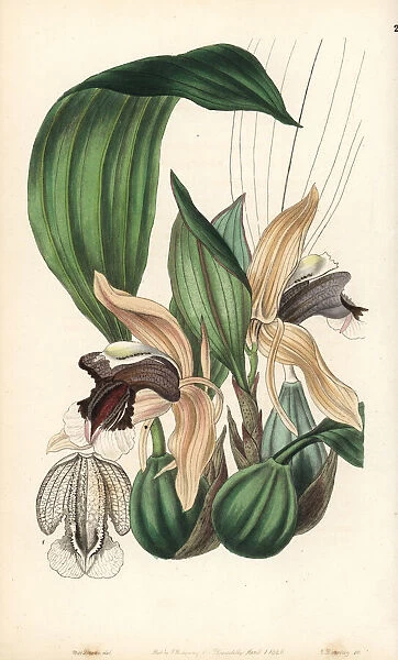 Showy coelogyne orchid, Coelogyne speciosa