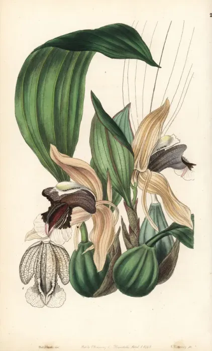 Framed Print : Showy coelogyne orchid, Coelogyne speciosa Framed Print : Showy coelogyne orchid, Coelogyne speciosa