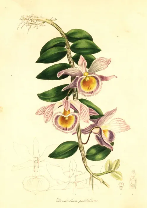 Framed Print : Showy dendrobium, Dendrobium pulchellum Framed Print : Showy dendrobium, Dendrobium pulchellum