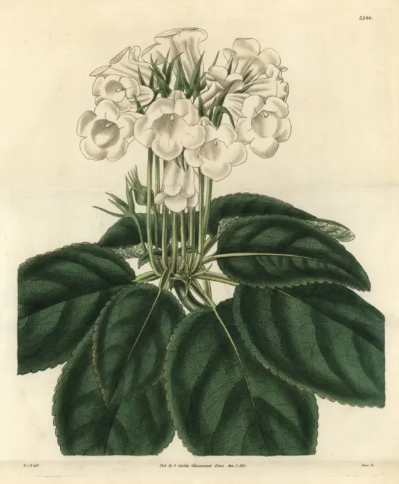 Framed Print : Showy gloxinia, Gloxinia speciosa var albiflora Framed Print : Showy gloxinia, Gloxinia speciosa var albiflora
