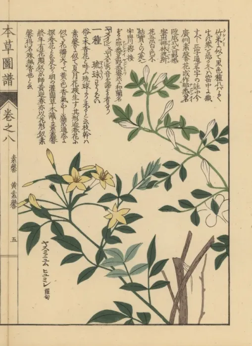Framed Print : Showy jasmine, Jasminum floridum Framed Print : Showy jasmine, Jasminum floridum