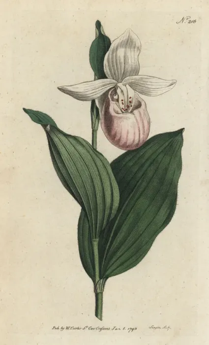 Framed Print : Showy lady s-slipper, Cypripedium reginae Framed Print : Showy lady s-slipper, Cypripedium reginae