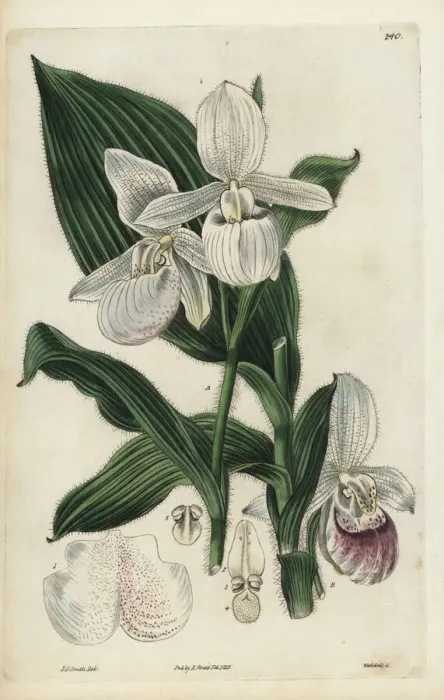 Framed Print : Showy ladys slipper orchid, Cypripedium reginae Framed Print : Showy ladys slipper orchid, Cypripedium reginae