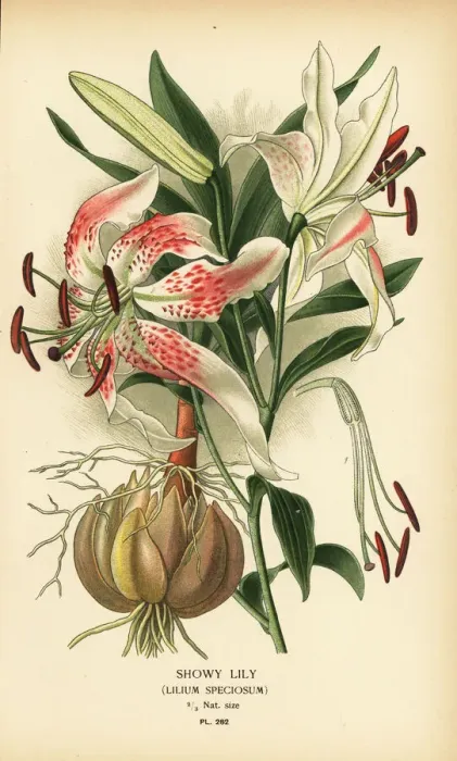 Framed Print : Showy lily, Lilium speciosum Framed Print : Showy lily, Lilium speciosum