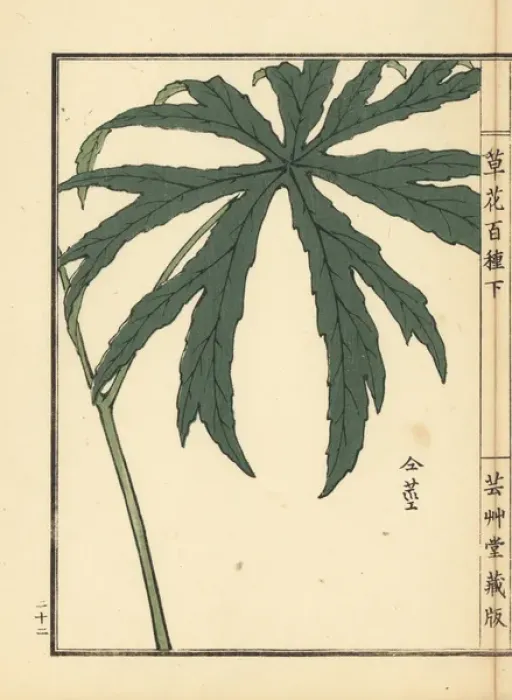 Framed Print : Shredded umbrella plant, Syneilesis palmata Framed Print : Shredded umbrella plant, Syneilesis palmata