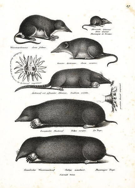Shrews and moles. Water shrew, Neomys fodiens