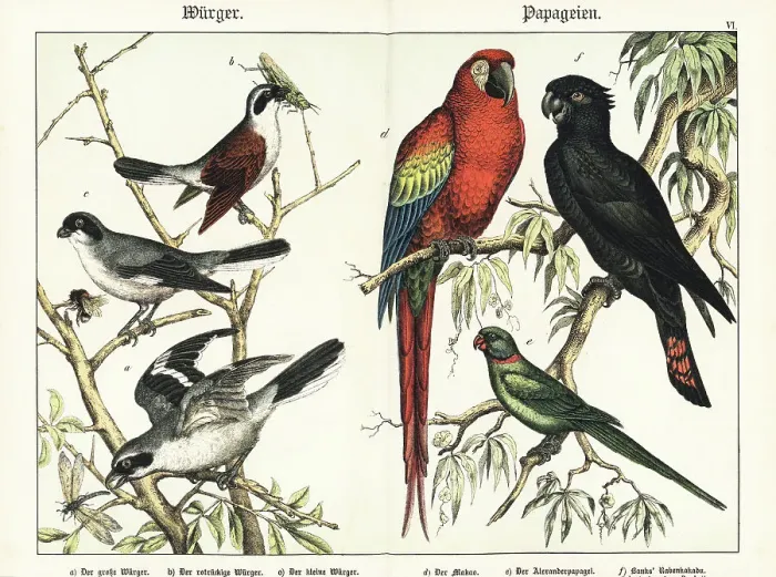 Framed Print : Shrikes and parrots