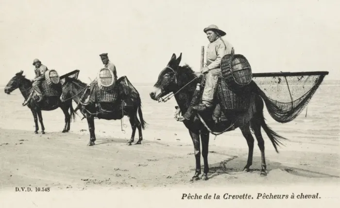Framed Print : Shrimp Fishermen on mules - France Framed Print : Shrimp Fishermen on mules - France
