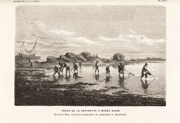 Framed Print : Shrimpers fishing for shrimps with nets at low tide Framed Print : Shrimpers fishing for shrimps with nets at low tide