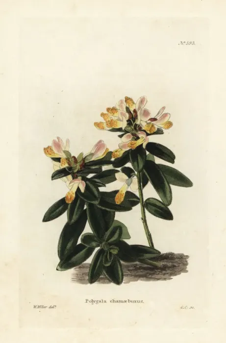 Framed Print : Shrubby milkwort, Polygala chamaebuxus Framed Print : Shrubby milkwort, Polygala chamaebuxus