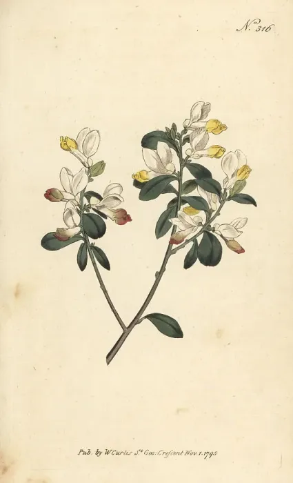Framed Print : Shrubby milkwort, Polygaloides chamaebuxus