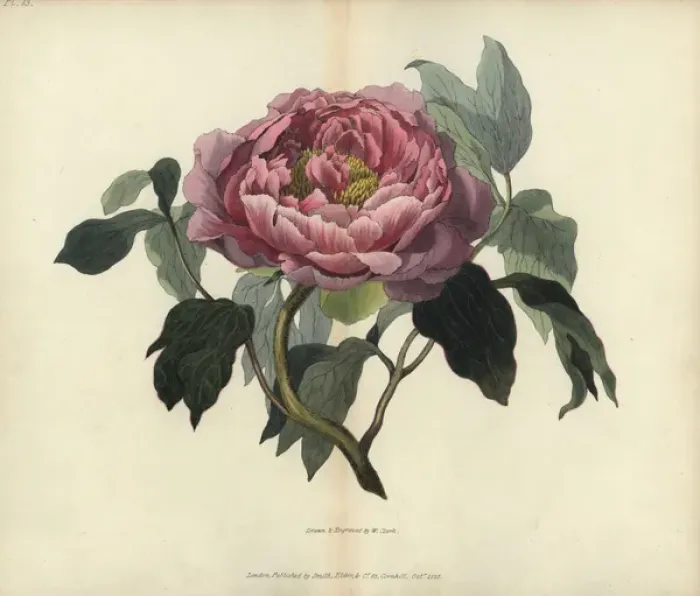 Framed Print : Shrubby peony, Paeonia moutan Framed Print : Shrubby peony, Paeonia moutan