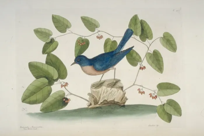Framed Print : Sialia sialis, eastern bluebird Framed Print : Sialia sialis, eastern bluebird