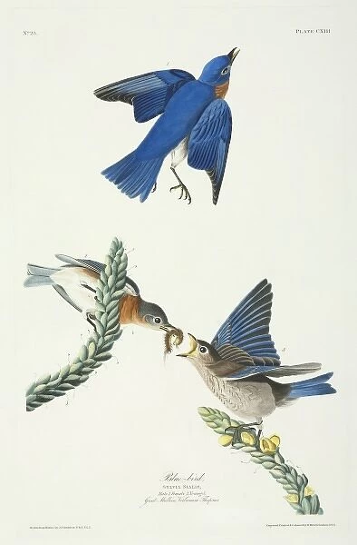 Sialia sialis, eastern bluebird