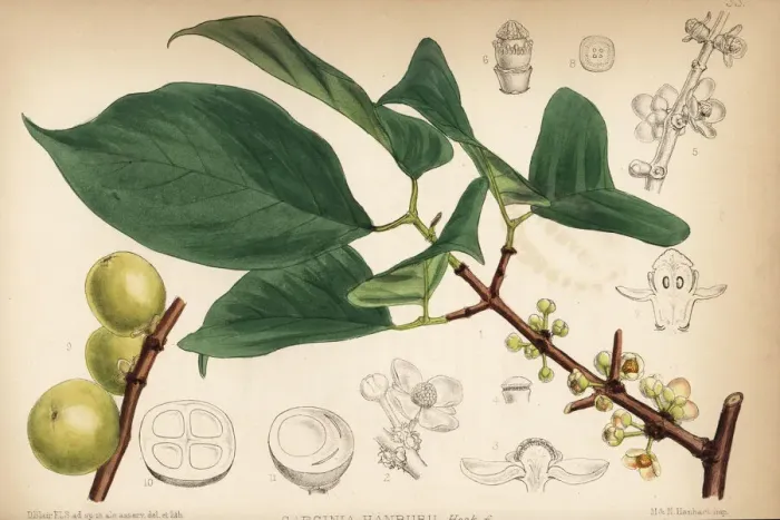 Framed Print : Siam gamboge or Hanburys garcinia, Garcinia hanburyi Framed Print : Siam gamboge or Hanburys garcinia, Garcinia hanburyi